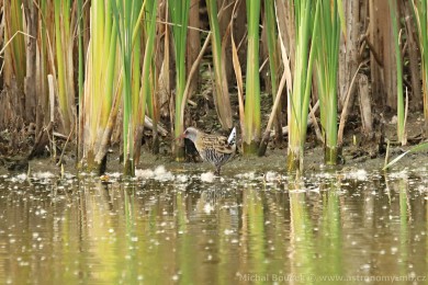 Chřástal vodní (Rallus aquaticus) Chřástal vodní (Rallus aquaticus)