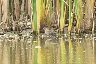 Chřástal vodní (Rallus aquaticus) Chřástal vodní (Rallus aquaticus)