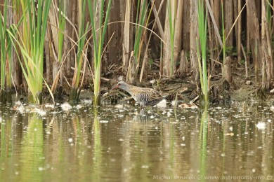 Chřástal vodní (Rallus aquaticus) Chřástal vodní (Rallus aquaticus)