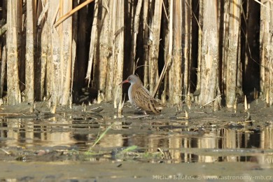 Chřástal vodní (Rallus aquaticus) Chřástal vodní (Rallus aquaticus)