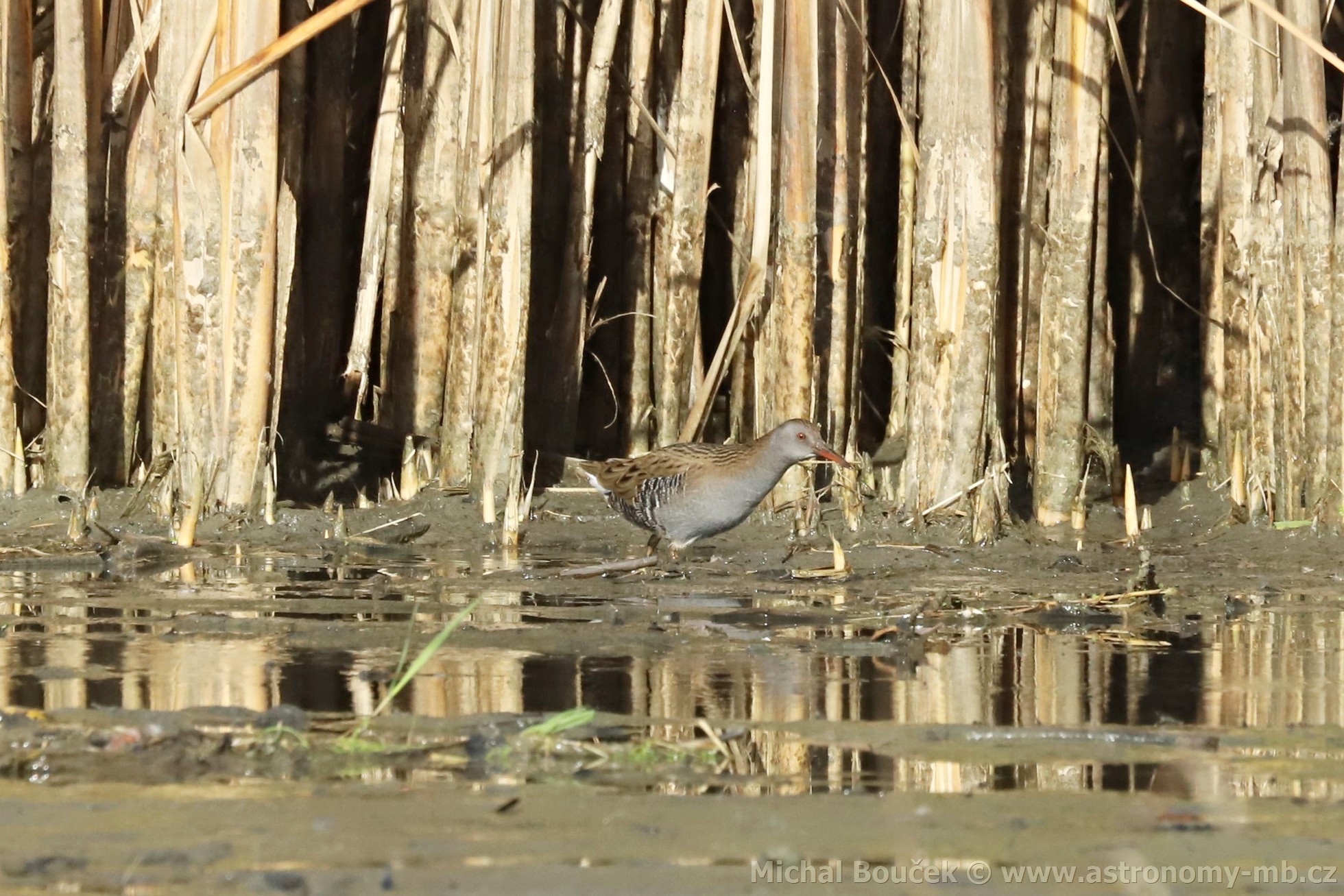 Chøástal vodní (Rallus aquaticus) Chøástal vodní (Rallus aquaticus)