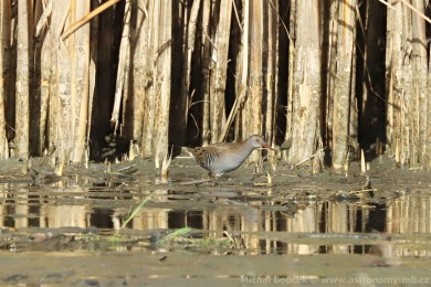 Chřástal vodní (Rallus aquaticus) Chřástal vodní (Rallus aquaticus)