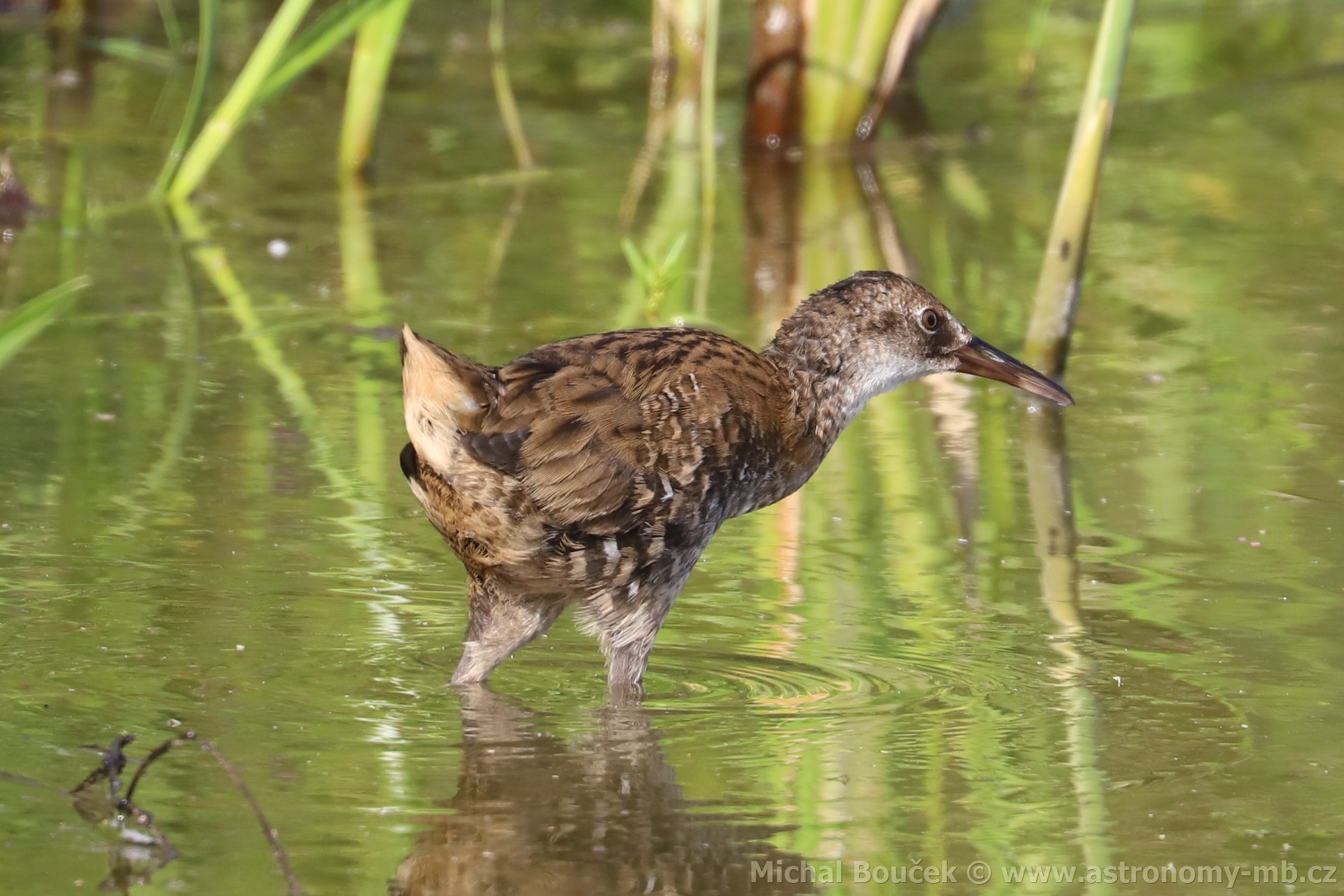 Chøástal vodní (Rallus aquaticus) Chøástal vodní (Rallus aquaticus)