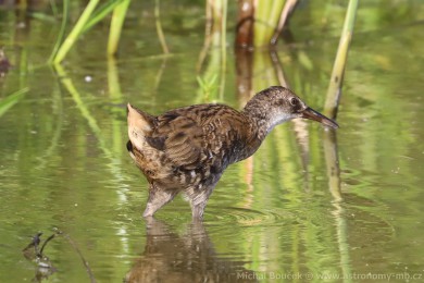 Chřástal vodní (Rallus aquaticus) Chřástal vodní (Rallus aquaticus)