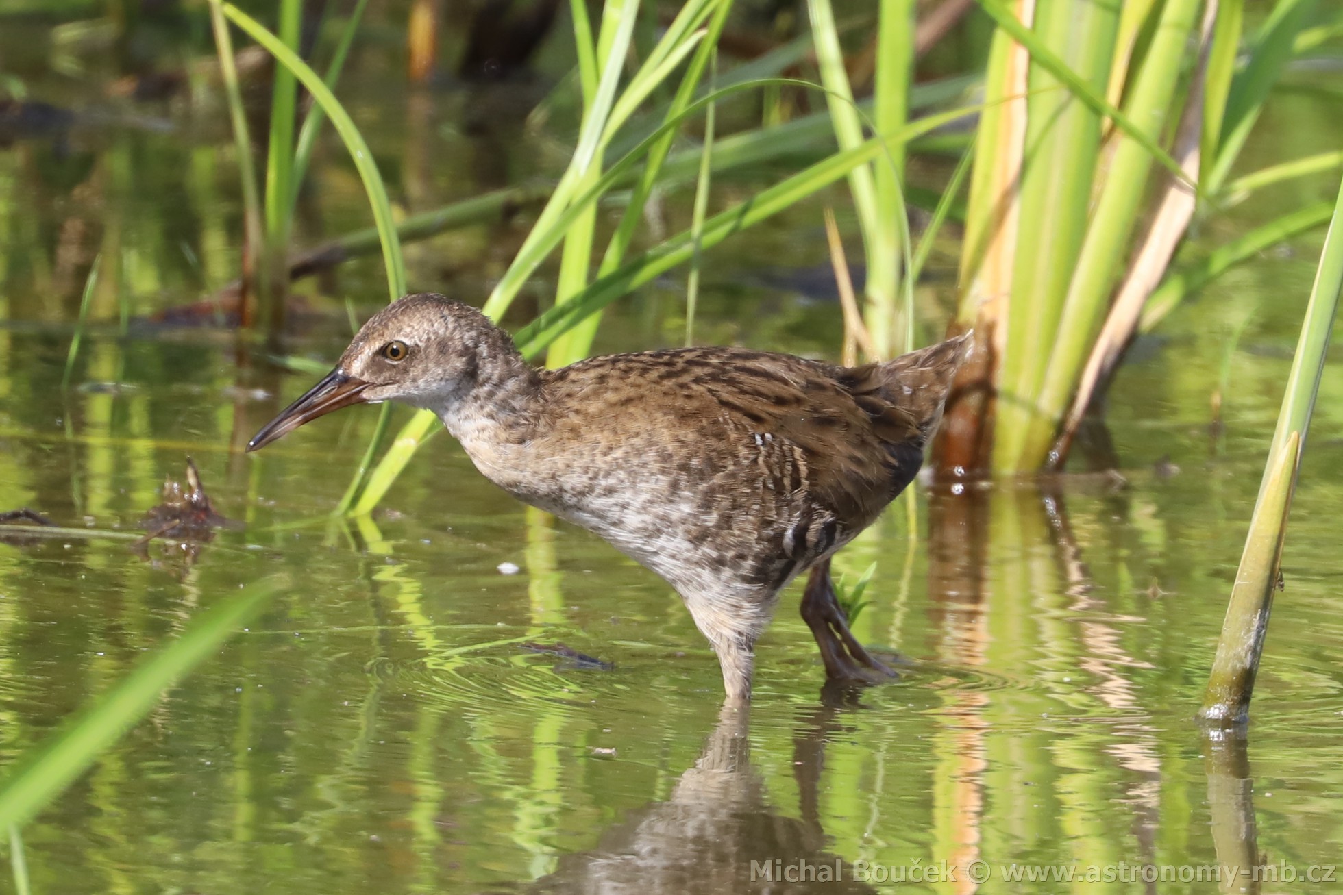 Chøástal vodní (Rallus aquaticus) Chøástal vodní (Rallus aquaticus)