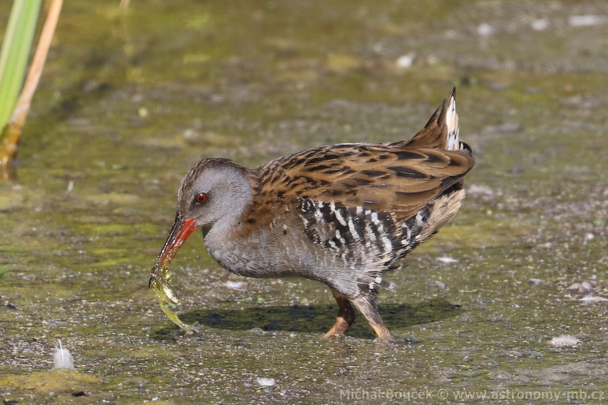 Chøástal vodní (Rallus aquaticus) Chøástal vodní (Rallus aquaticus)