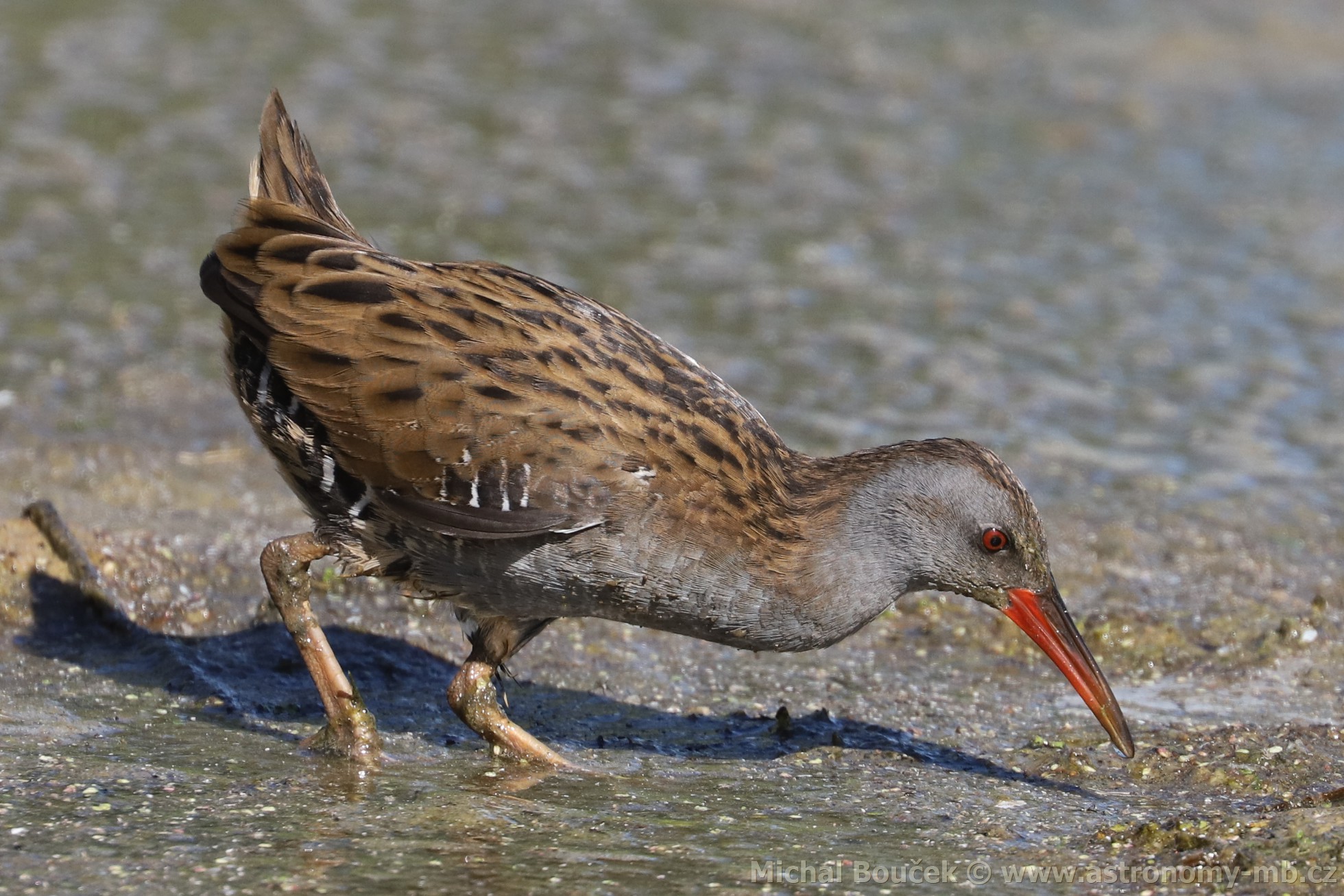 Chøástal vodní (Rallus aquaticus) Chøástal vodní (Rallus aquaticus)