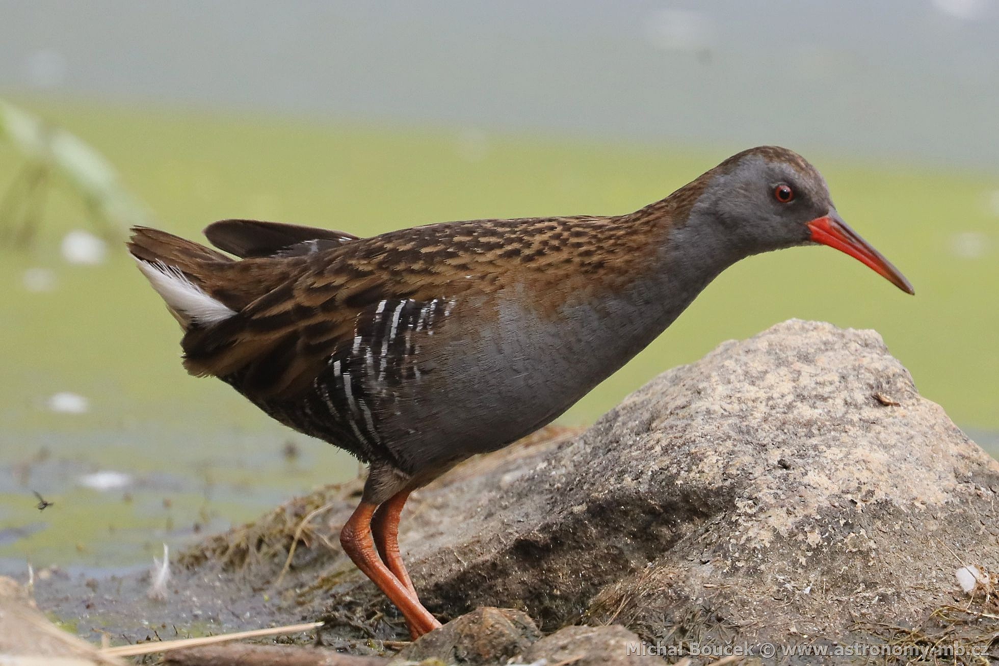 Chøástal vodní (Rallus aquaticus) Chøástal vodní (Rallus aquaticus)