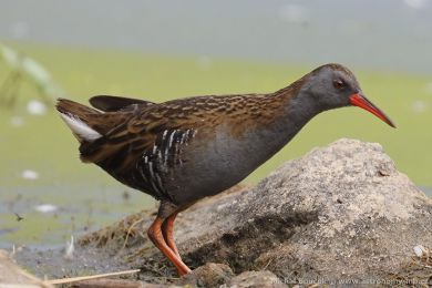Chřástal vodní (Rallus aquaticus) Chřástal vodní (Rallus aquaticus)