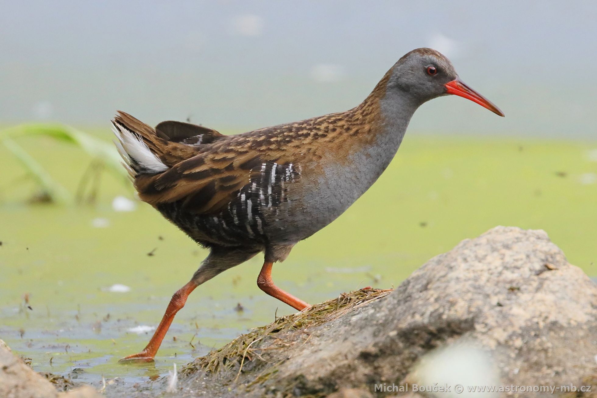 Chøástal vodní (Rallus aquaticus) Chøástal vodní (Rallus aquaticus)