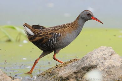 Chřástal vodní (Rallus aquaticus) Chřástal vodní (Rallus aquaticus)