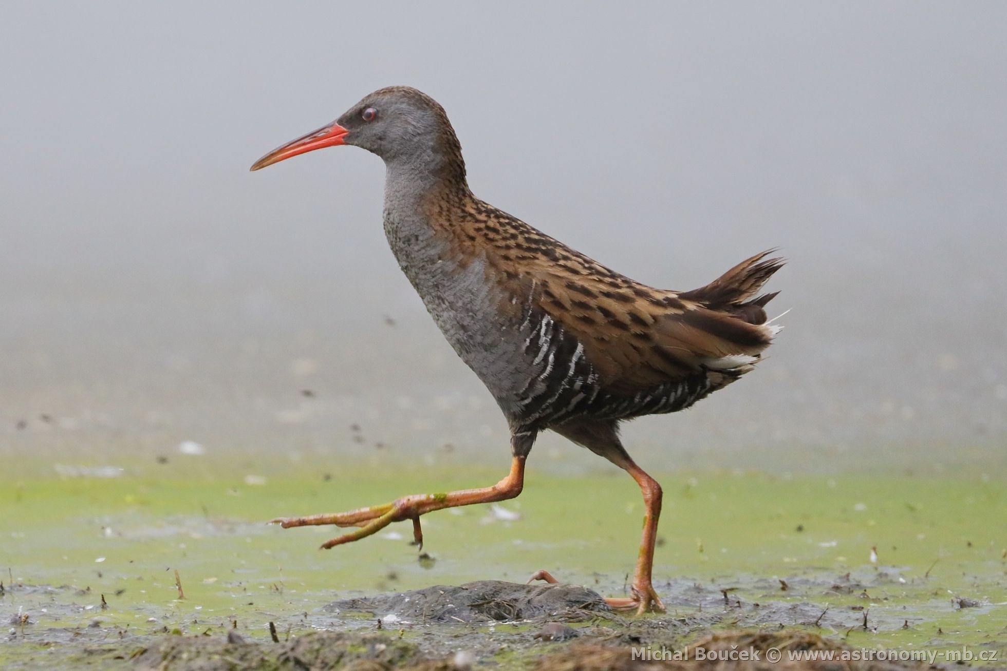 Chøástal vodní (Rallus aquaticus) Chøástal vodní (Rallus aquaticus)