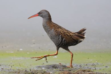 Chřástal vodní (Rallus aquaticus) Chřástal vodní (Rallus aquaticus)