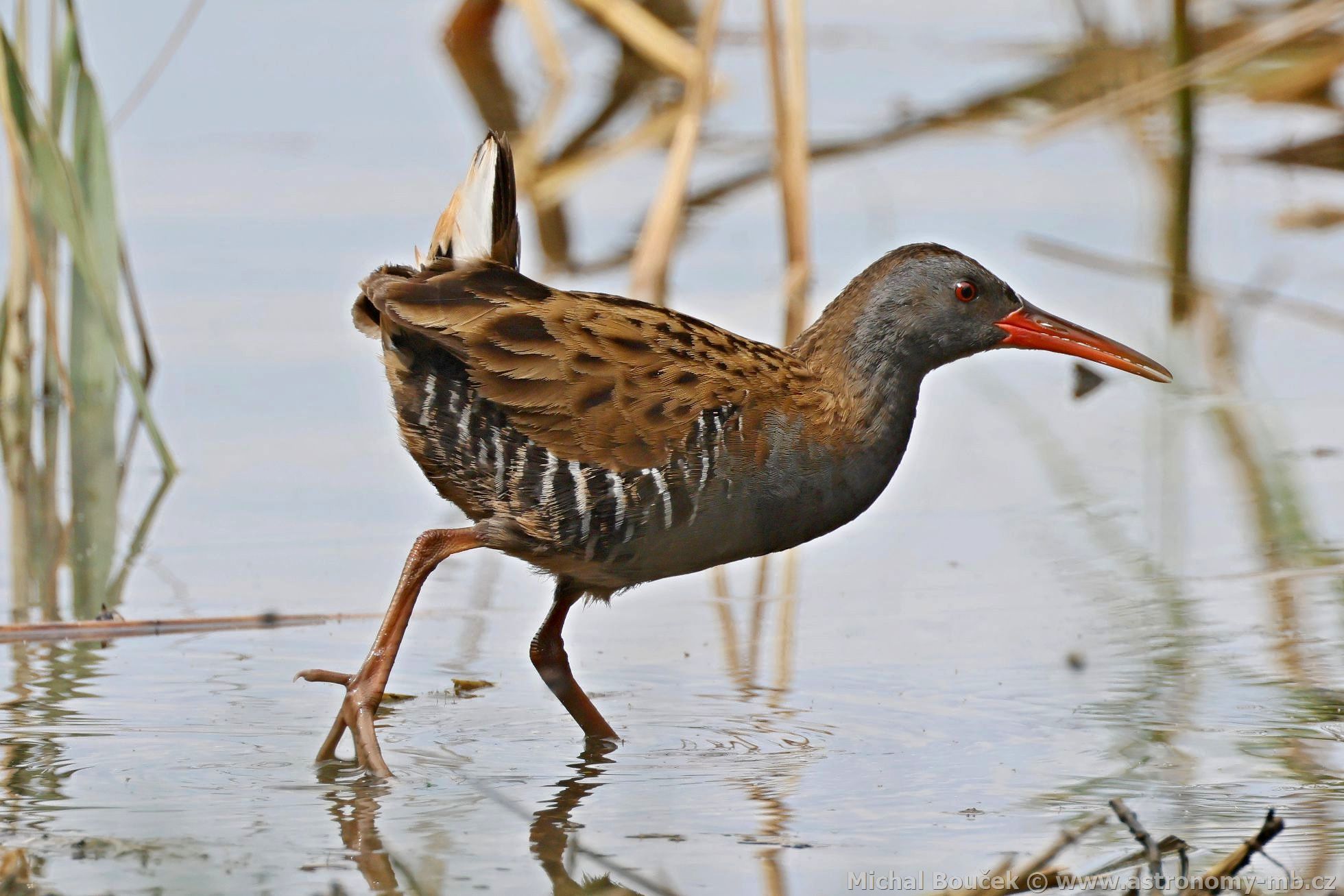 Chøástal vodní (Rallus aquaticus) Chøástal vodní (Rallus aquaticus)