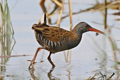 Chřástal vodní (Rallus aquaticus) Chřástal vodní (Rallus aquaticus)