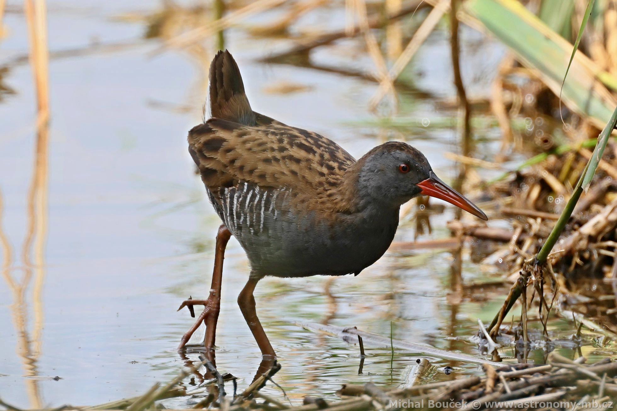 Chøástal vodní (Rallus aquaticus) Chøástal vodní (Rallus aquaticus)