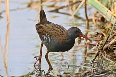 Chřástal vodní (Rallus aquaticus) Chřástal vodní (Rallus aquaticus)