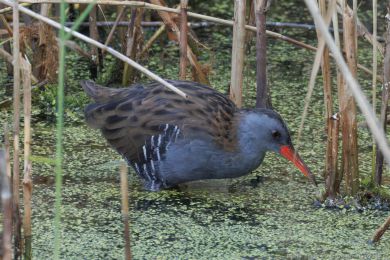 Chřástal vodní (Rallus aquaticus) Chřástal vodní (Rallus aquaticus)