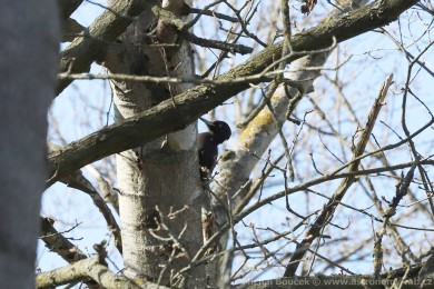 Datel černý (Dryocopus martius) Datel černý (Dryocopus martius)