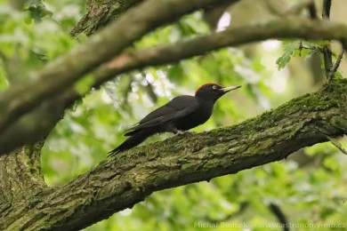 Datel černý (Dryocopus martius) Datel černý (Dryocopus martius)
