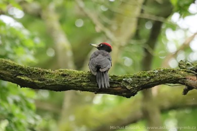 Datel černý (Dryocopus martius) Datel černý (Dryocopus martius)