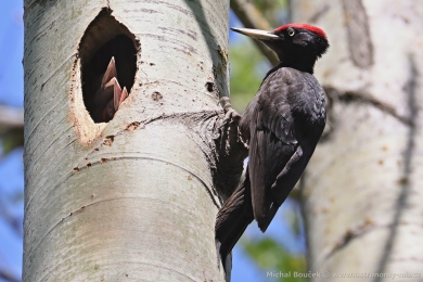 Datel černý (Dryocopus martius) Datel černý (Dryocopus martius)