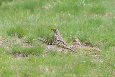 Drozd br&aacute;vn&iacute;k (Turdus viscivorus)
