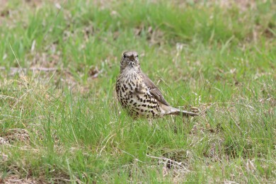 Drozd br&aacute;vn&iacute;k (Turdus viscivorus)