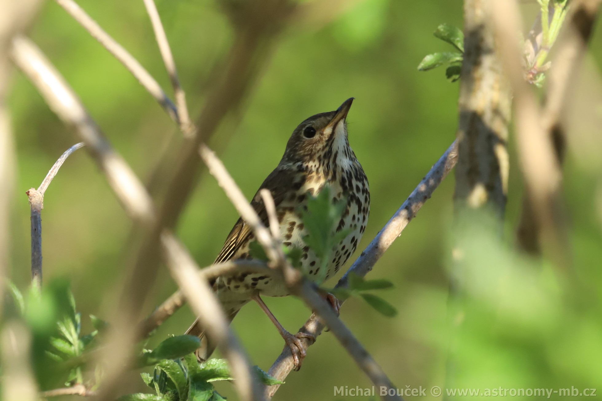 Drozd zpvný (Turdus philomelos)