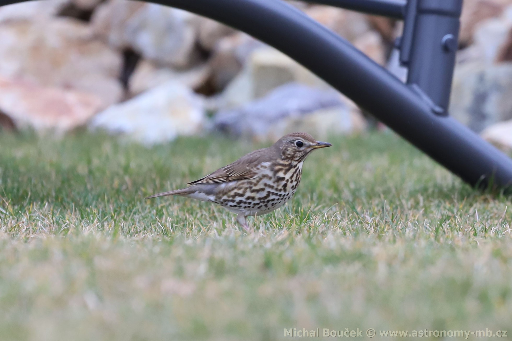 Drozd zpvný (Turdus philomelos)