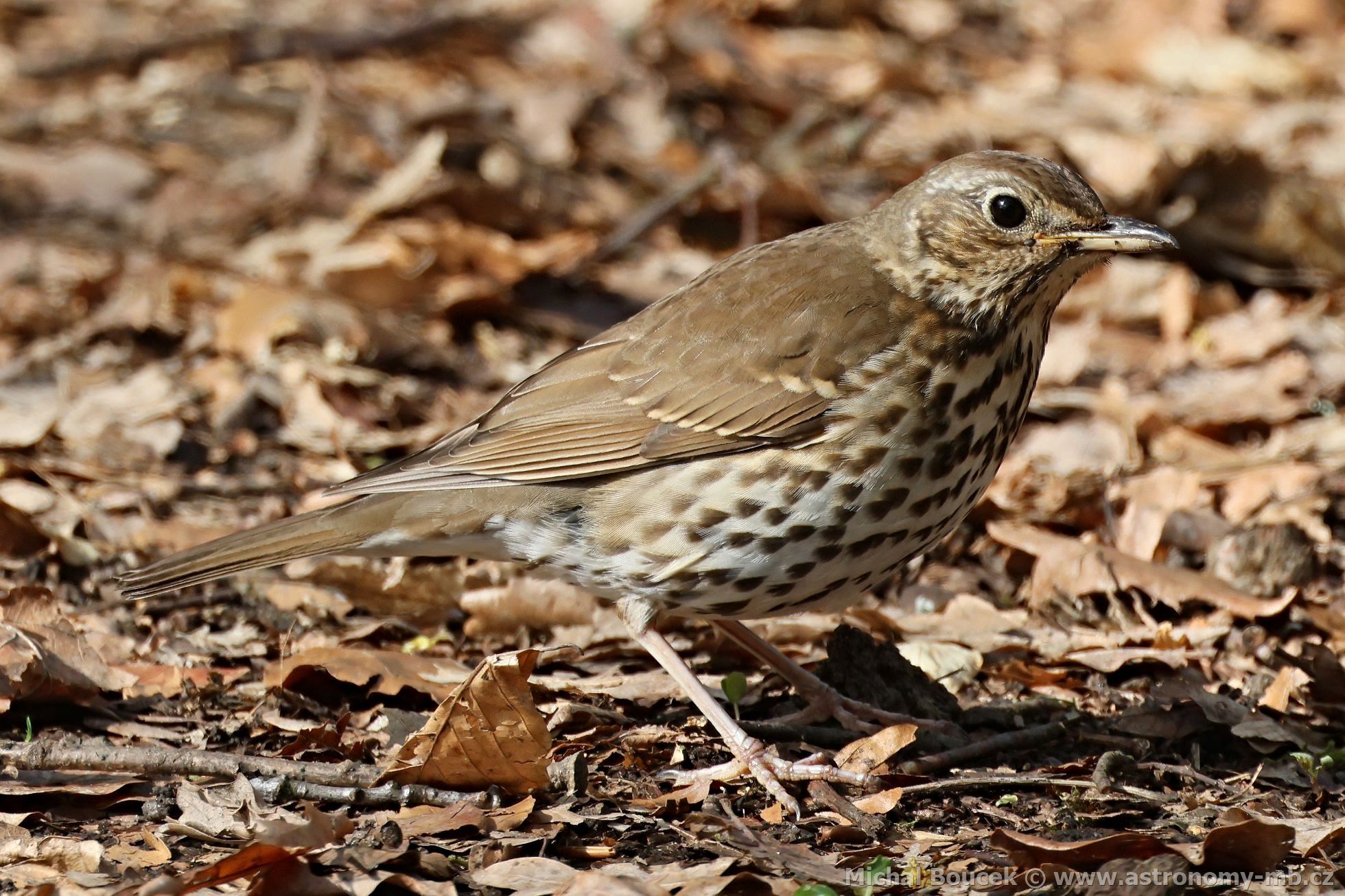 Drozd zpvný (Turdus philomelos)
