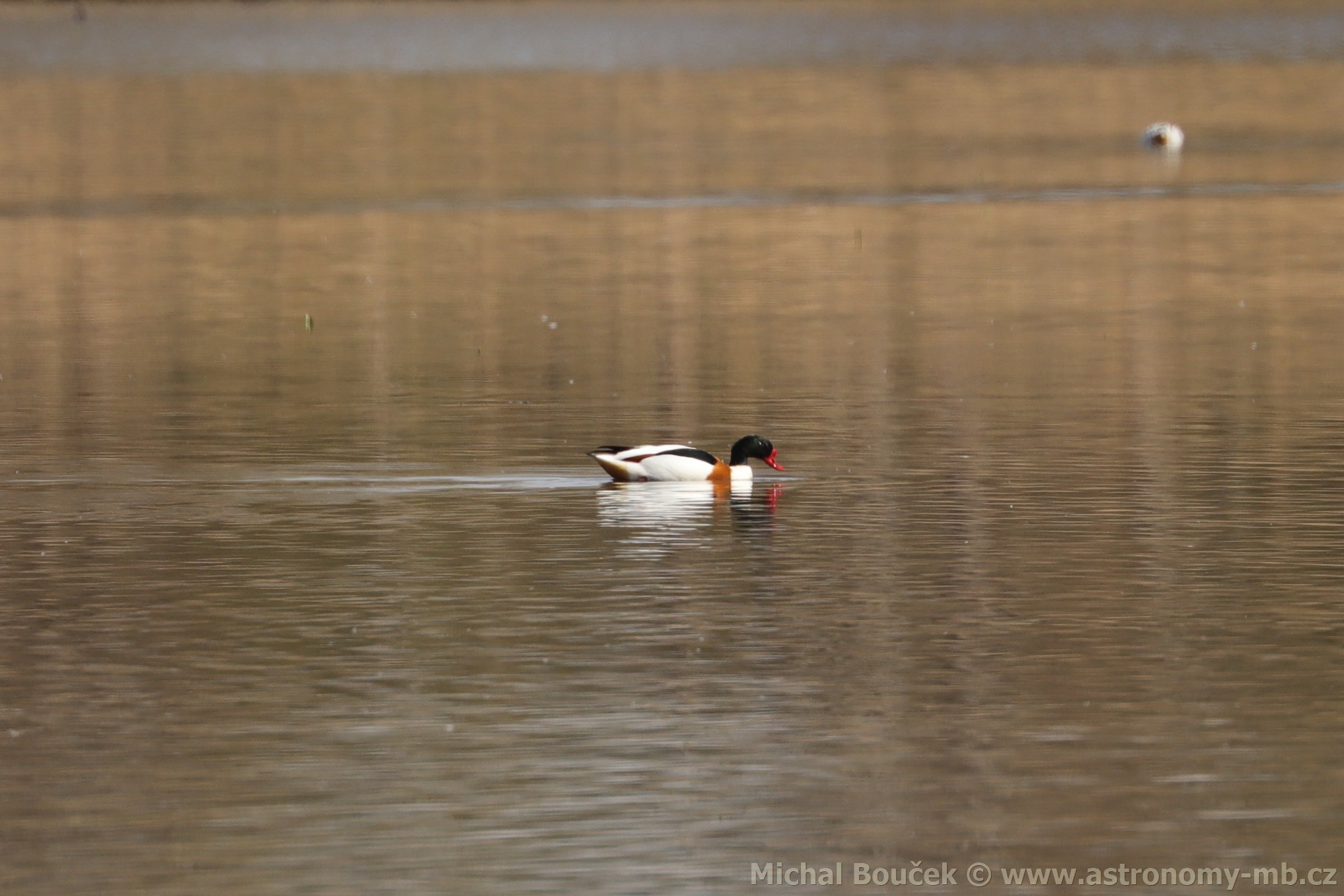 Husice liščí (Tadorna tadorna) Husice liščí (Tadorna tadorna)
