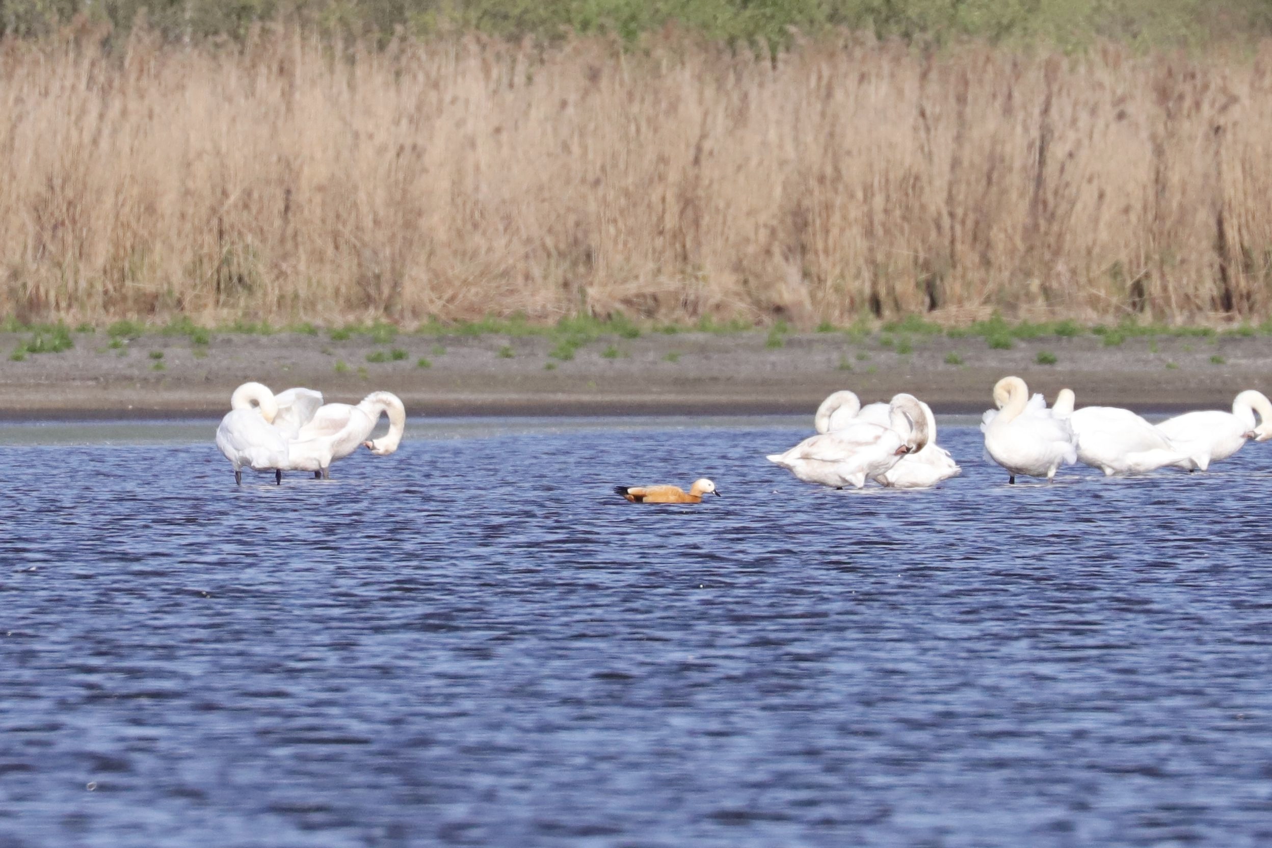 Husice rezavá (Tadorna ferruginea)