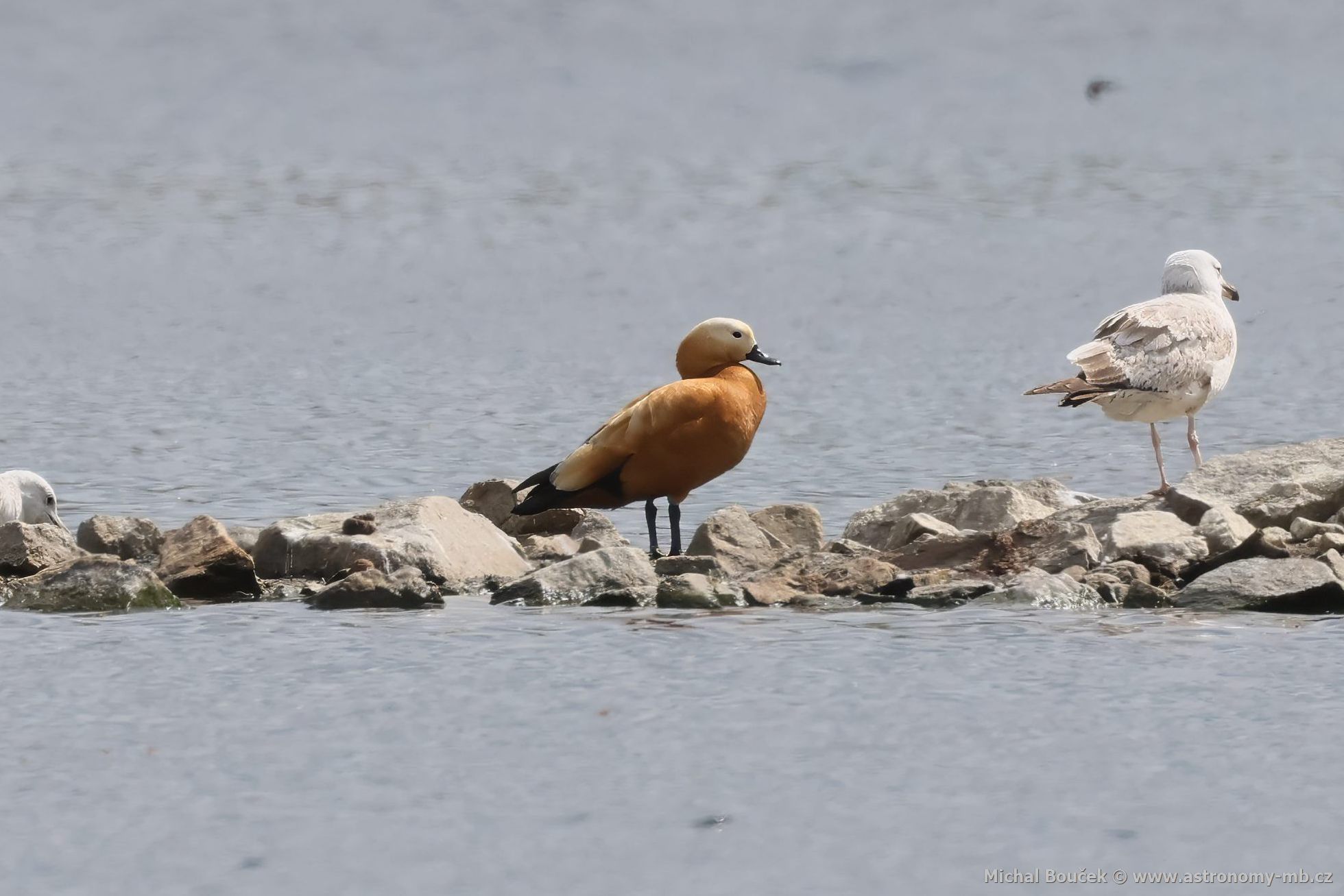 Husice rezavá (Tadorna ferruginea)