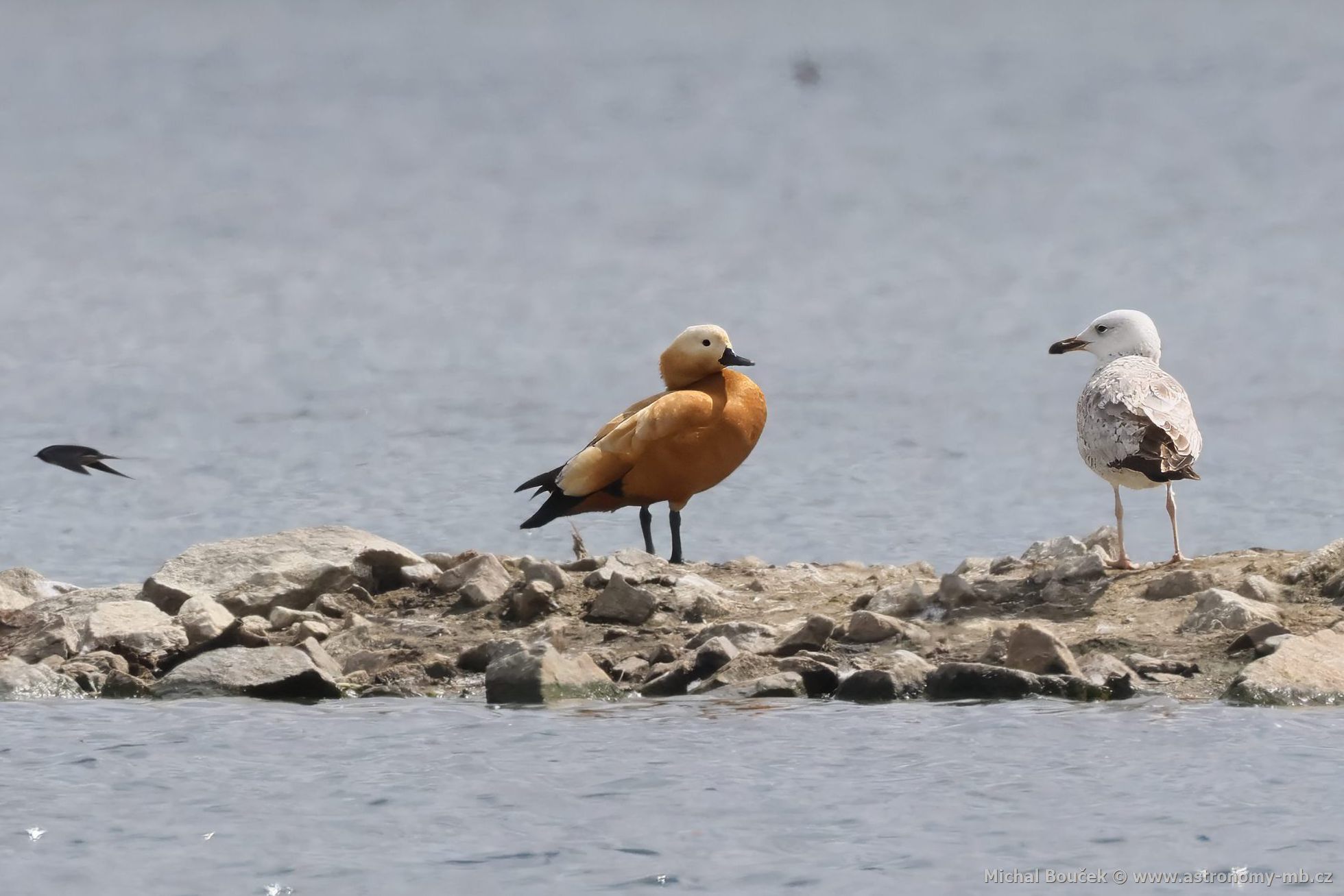 Husice rezavá (Tadorna ferruginea)