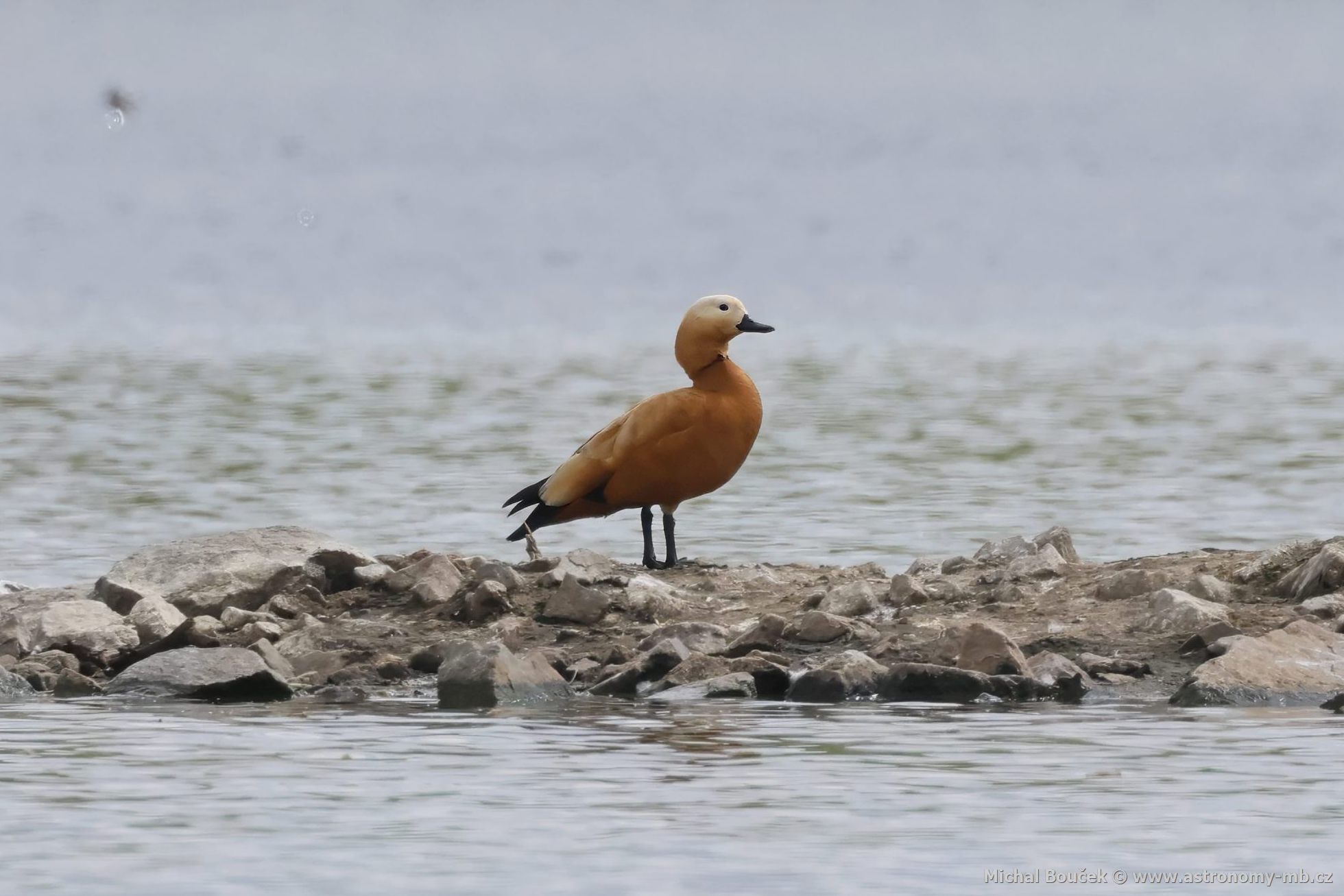 Husice rezavá (Tadorna ferruginea)