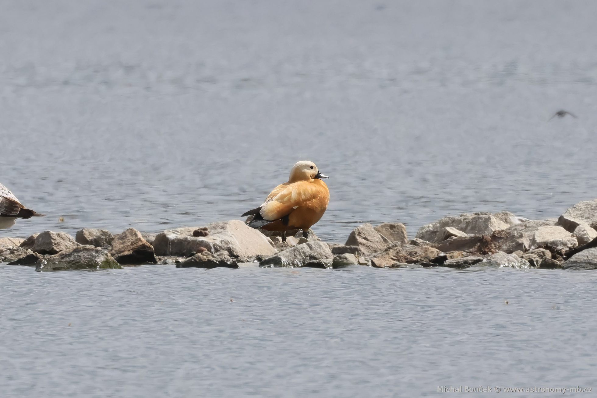 Husice rezavá (Tadorna ferruginea)
