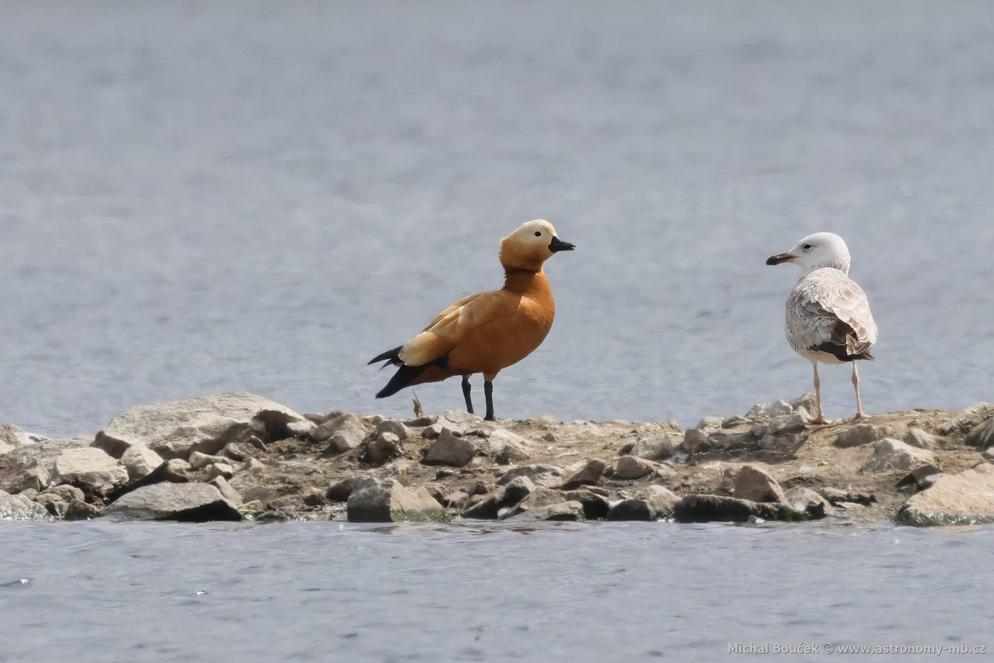Husice rezavá (Tadorna ferruginea)