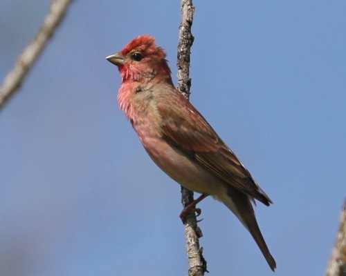 Hýl rudý (Carpodacus erythrinus)