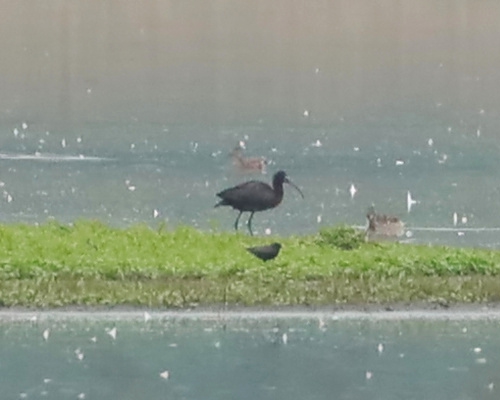 Ibis hndý (Plegadis falcinellus)
