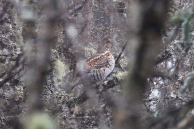 Je�&aacute;bek lesn&iacute; (Tetrastes bonasia)