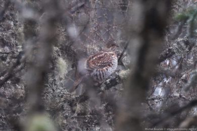 Je�&aacute;bek lesn&iacute; (Tetrastes bonasia)