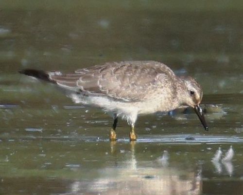 Jespák rezavý (Calidris canutus)
