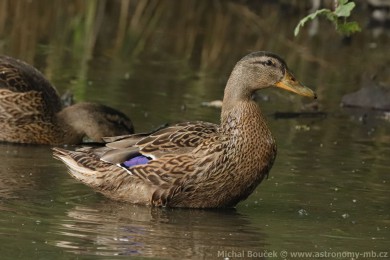 Kachna divok&aacute; (Anas platyrhynchos)