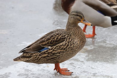Kachna divok&aacute; (Anas platyrhynchos)