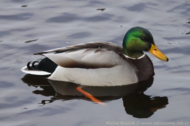 Kachna divok&aacute; (Anas platyrhynchos)