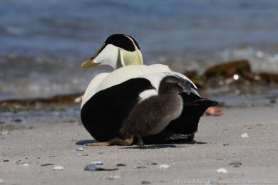 Kajka mo�sk&aacute; (Somateria mollissima)