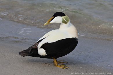 Kajka mo�sk&aacute; (Somateria mollissima)