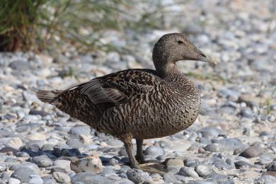 Kajka mo�sk&aacute; (Somateria mollissima)