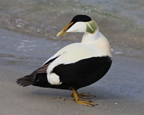 Kajka moská (Somateria mollissima)